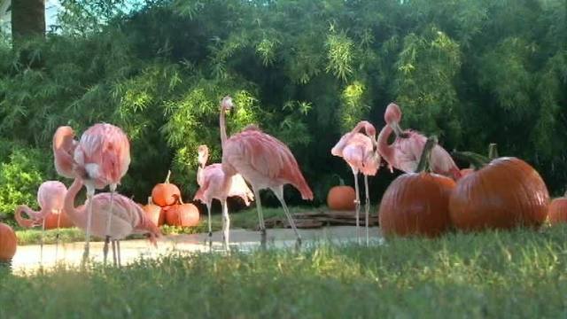 Flamingos_at_Pumpkin_Patch_HLmxFe.jpg
