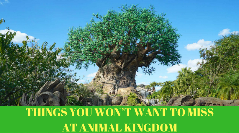 THINGS YOU WON’T WANT TO MISS AT ANIMAL KINGDOM